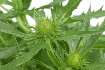 Obraz premium Detailed Close Up Of Green Plant With Spiky Buds And Textured Leaves