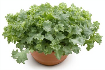 Fototapeta premium Lush Green Plant In Terracotta Pot Vibrant Foliage And Textured Leaves
