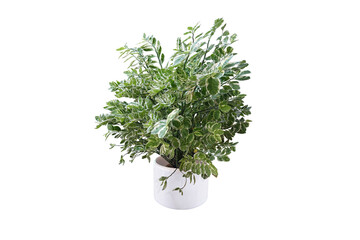 Ornamental trees and shrubs (ficus, fig) with colorful foliage. in clay pots for home and garden decoration.
(png) Isolated on white background. collage with herbs.