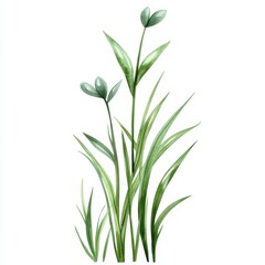 Fototapeta premium Serene Watercolor Painting of Delicate Grasses and Wildflowers, Evoking Tranquility and Natural Beauty