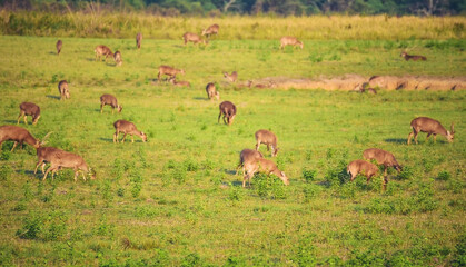 Herd Of Spotted brown deer wild animal grazing grass in green national forest park on morning sunrise. Large Group of Japanese deer eat green grass meadow wildlife zoo. Wilderness animal outdoors