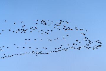 flock of wild ducks flying in the sky