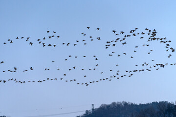 flock of wild ducks flying in the sky