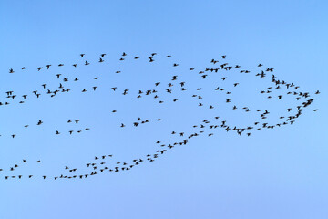 flock of wild ducks flying in the sky
