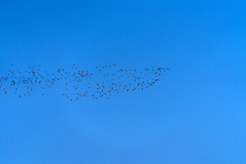 flock of wild ducks flying in the sky