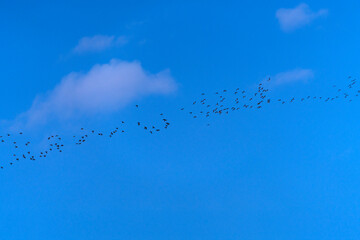 flock of wild ducks flying in the sky