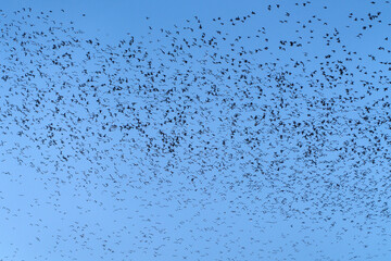 Baikal Teal flock dance in the sky