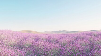 Serene Lavender Fields Under a Pale Sky