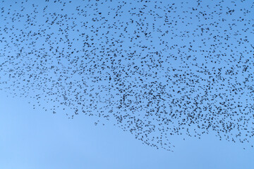 Baikal Teal flock dance in the sky