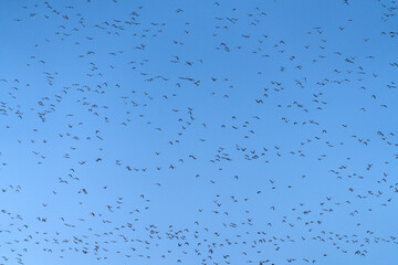 Baikal Teal flock dance in the sky