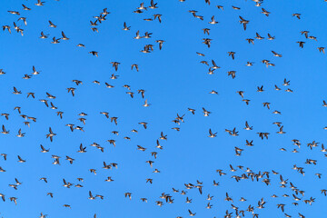 Baikal Teal flock dance in the sky