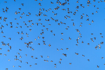 Baikal Teal flock dance in the sky
