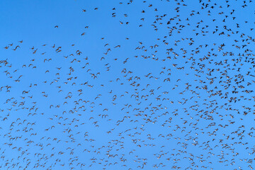 Baikal Teal flock dance in the sky