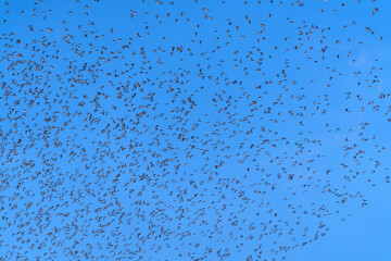 Baikal Teal flock dance in the sky