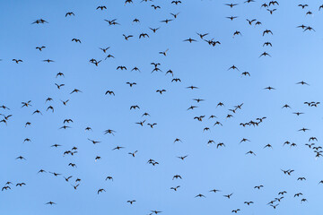 Baikal Teal flock dance in the sky