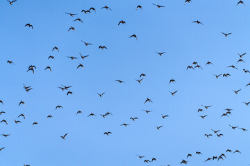 Baikal Teal flock dance in the sky