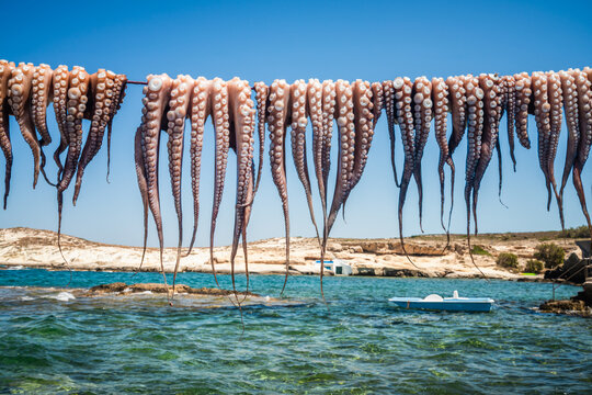 Fresh octopus hanging to dry outdoor near the sea, Milos island, Greece