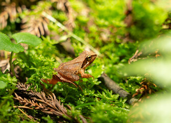 Rana tagoi in the forest. The tago frog is a Japanese frog.