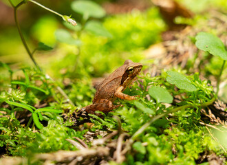 Rana tagoi in the forest. The tago frog is a Japanese frog.