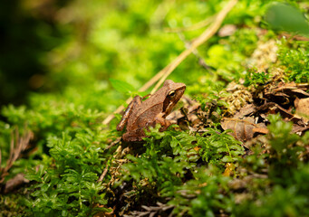 Fototapeta premium Rana tagoi in the forest. The tago frog is a Japanese frog.