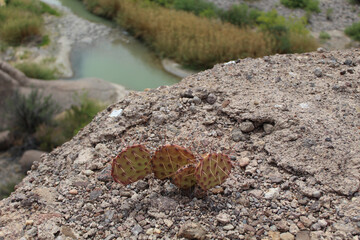 Prickly pear cactus with the Rio Grande River behind it at Big Bend Ranch State Park