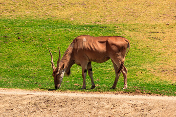 A brown antelope is grazing on the grass in a field