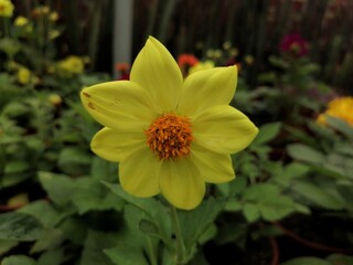 yellow flower