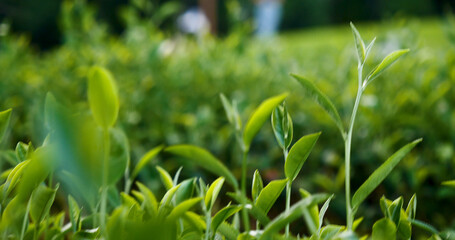 Green tea tree fresh leaves in eco herbal farm. Tree tea plantations in morning sun light. Freshness herbal natural garden farmland. Drinking organic relax heath plant. Green tea tree in farm