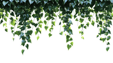 Green leaves pattern on white background with a natural spring and summer design