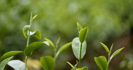 Fototapeta premium Green tea tree leaves field young tender bud herbal Green tea tree in camellia sinensis organic farm. Close up Fresh Tree tea plantations mountain green nature in herbal farm plant background morning