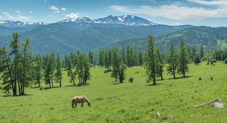 Summer greenery of meadows and forests and snow on the peaks, grazing horse, sunny day
