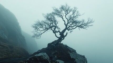 Obraz premium Lone Tree on Misty Mountainside: A Breathtaking Landscape
