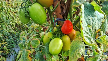 Tomato tree,raw tomatoes in tomato plantation. Young tomatoes fruit in tree