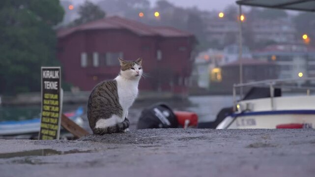 Closeup footage of a cat on the seashore in Istanbul