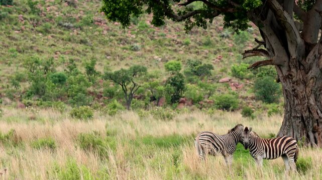 Pair of burchell's zebras swatting away flies as they rest under giant fig tree