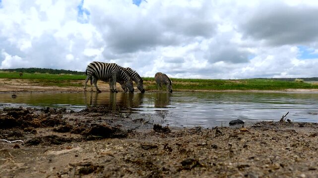 Group of Plains zebras dinking from natural waterhole, low angle POV