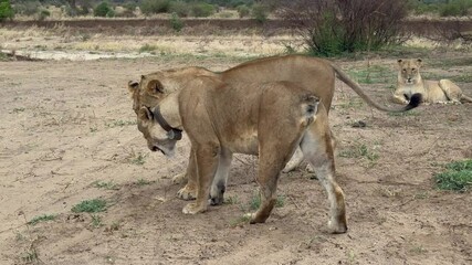 Female Maasai Lion (Panthera leo massaicus) with a collar and no tail in the savannah in cloudy weather. Tarangire National Park, Tanzania.