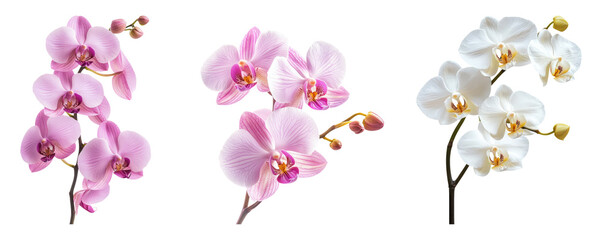 Three Isolated Orchids Transparent Background