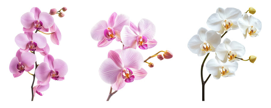 Three isolated orchids on a transparent background showcasing their beauty