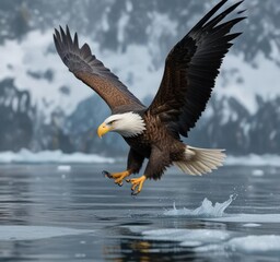Bald Eagle swooping down on fish in icy waters of Kachemak Bay, water, Alaska