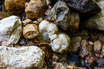 Rounded quartz druse lying among stones on the river bank, rockhounding