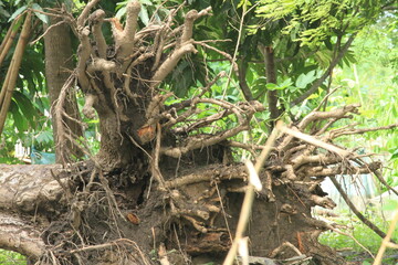 East Sumba, East Nusa Tenggara, Indonesia –  04. 07. 2021 – Cyclone Seroja caused heavy flooding, destroyed the dam, submerged houses, and toppled large trees in Waingapu