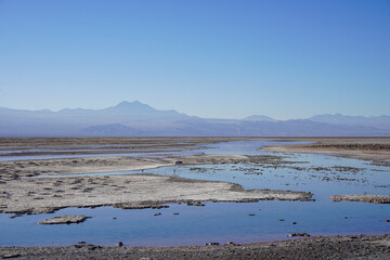 Flamingos at Laguna Chaxa, Los Flamencos National Reserve, Salar de Atacama, San Pedro de Atacama, Chile