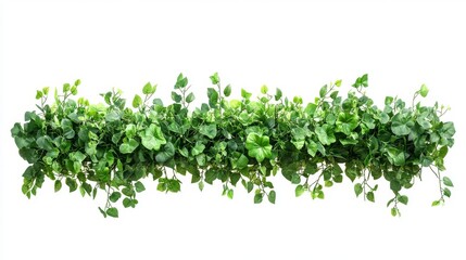 Obraz premium Ivy vines with green leaves, creepers branches with foliage isolated on white background. Vector realistic set of horizontal borders of greenery, climbing plants