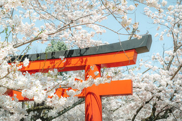 Background of Japanese shrine torii surrounded by pink and white cherry blossoms in spring