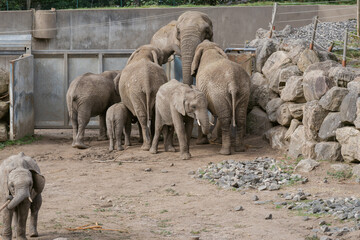 African Elephants Gathering in a Herd