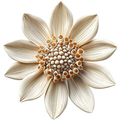 Elegant Creamy White Flower Golden Center Floral Design art bloom image retro isolated on transparent or white background, png