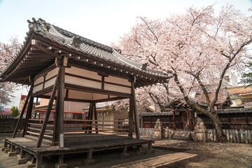 Background of Japanese shrine and cherry blossoms in spring