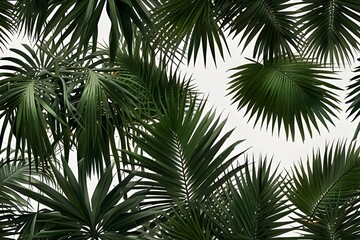 Palm leaves on white isolated background for green foliage backdrop Generative AI

