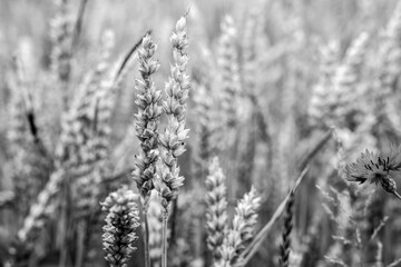 Fototapeta premium Wheat in black and white
